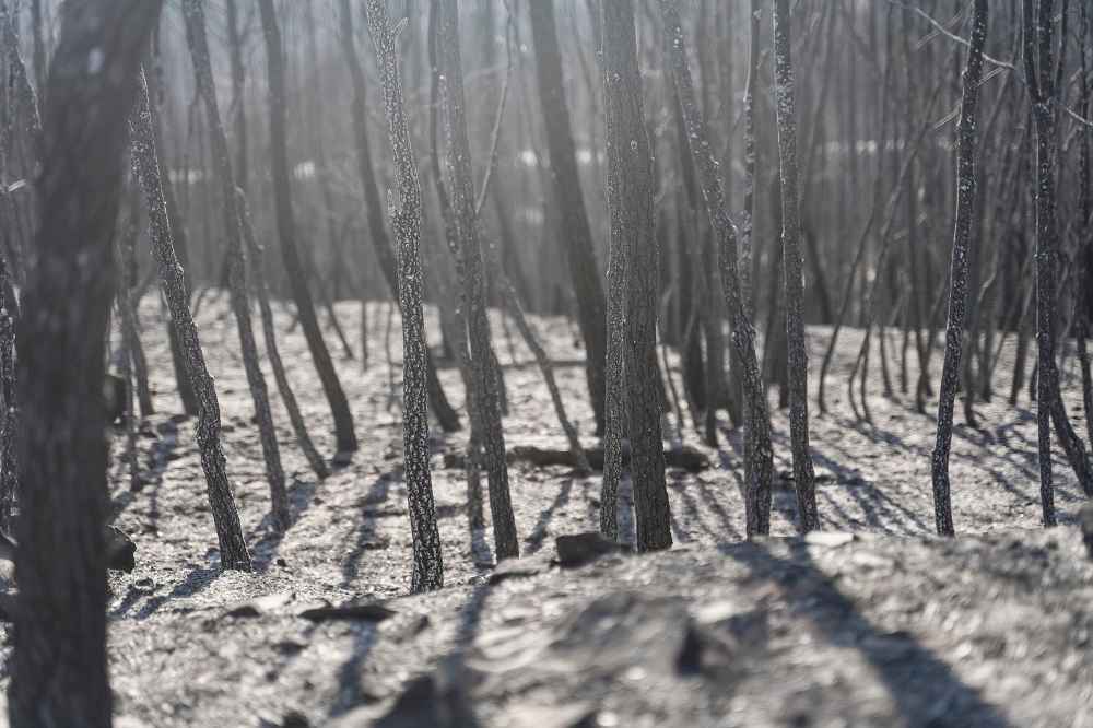 Managing Forests for Climate Change Mitigation